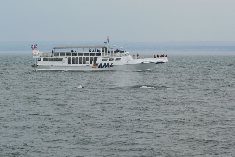 40 Balene a Tadoussac